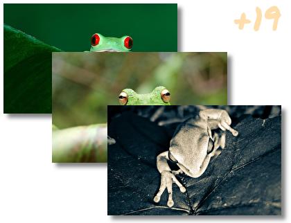 Tree Frog theme pack