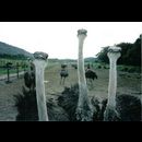 Cape Point ostriches 2