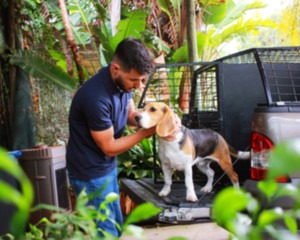 dog entering a transportation van