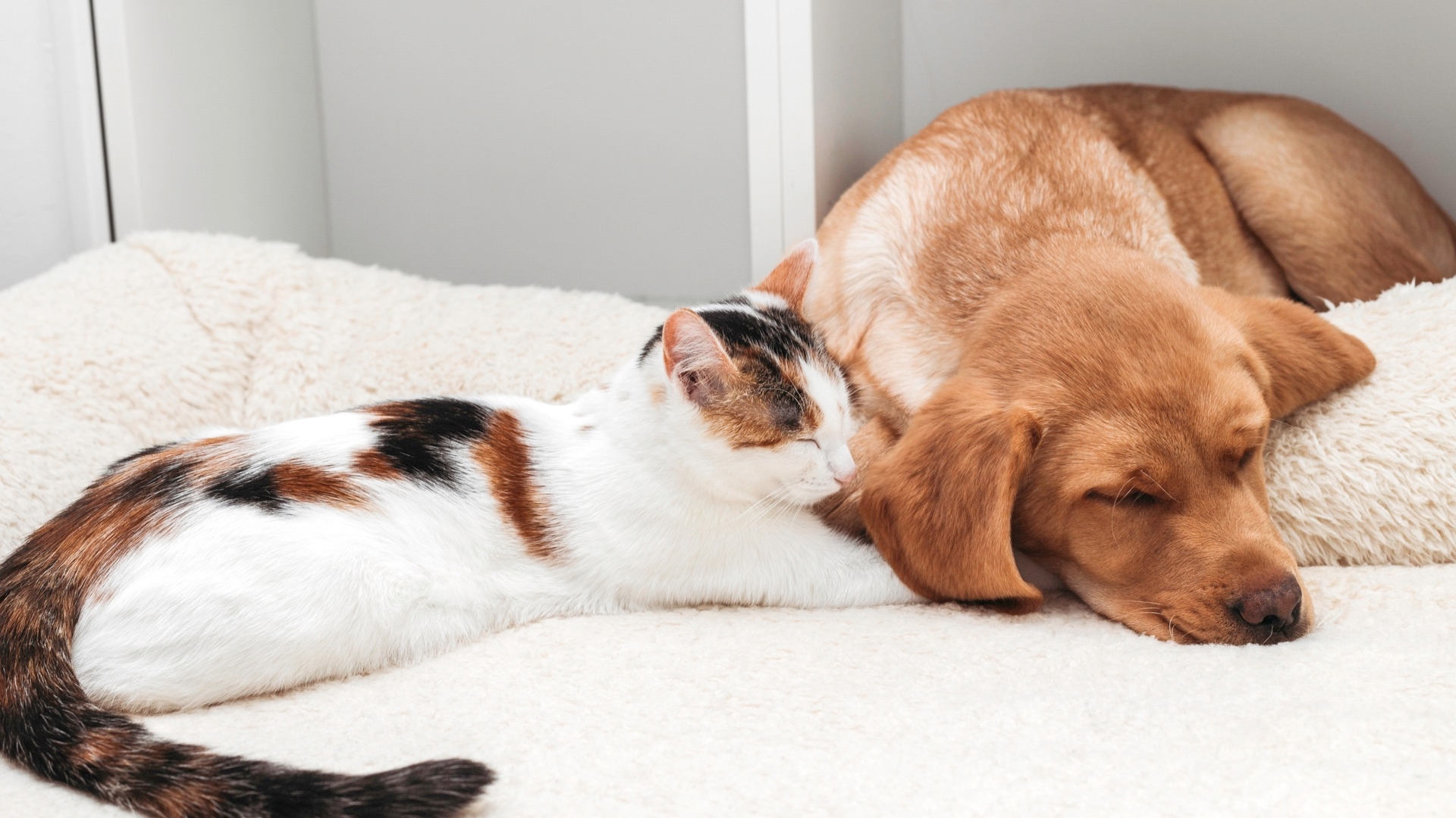 Controlling Fleas On Dogs And Cats