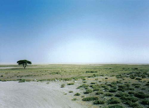 Etosha landscape 4