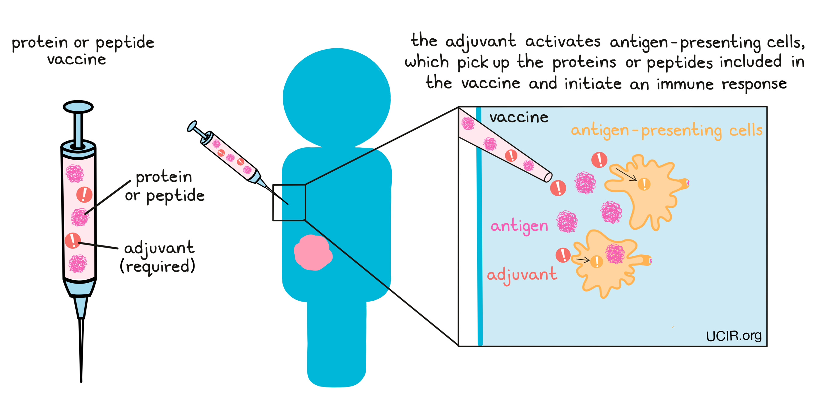 The adjuvant activates antigen-presenting cells