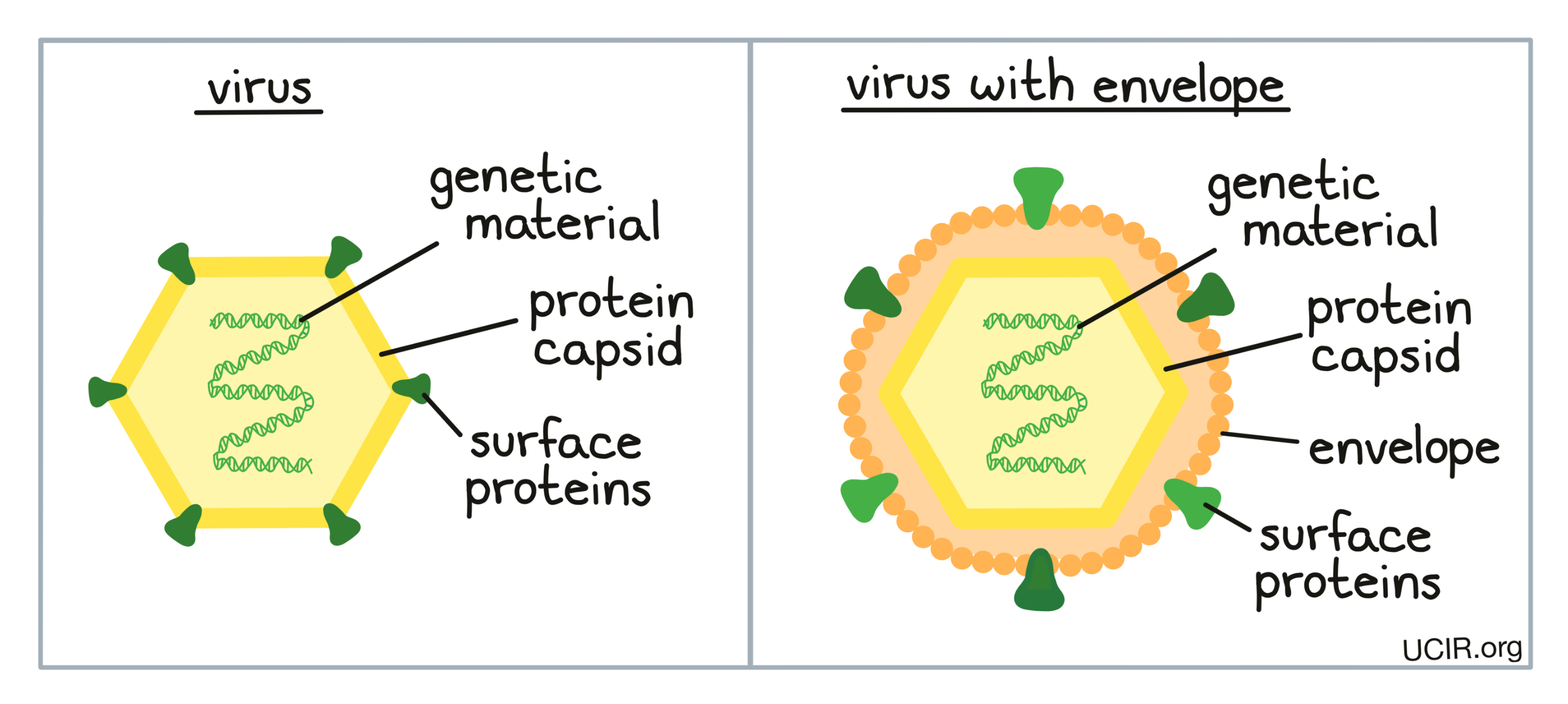 Viruses structures