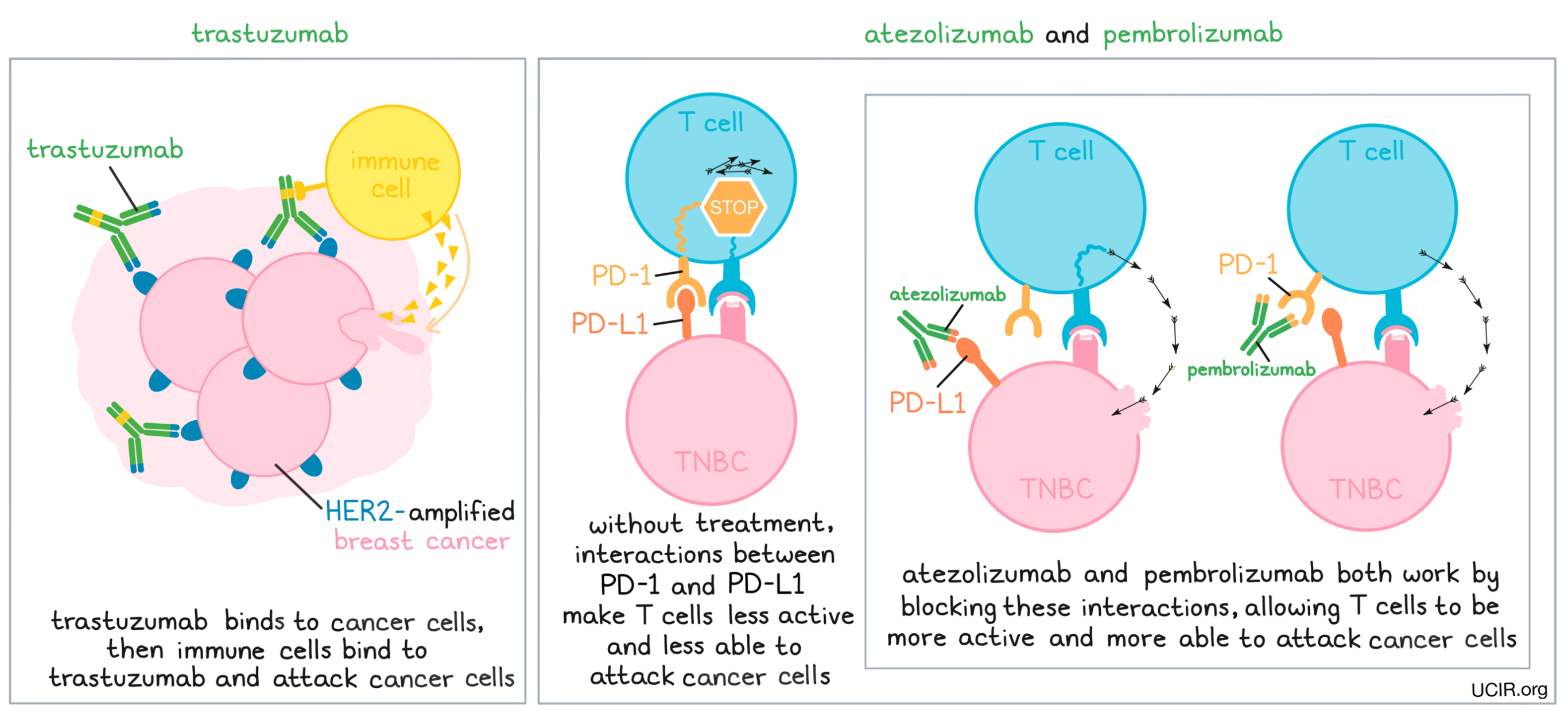 Illustration showing how different immunotherapies work