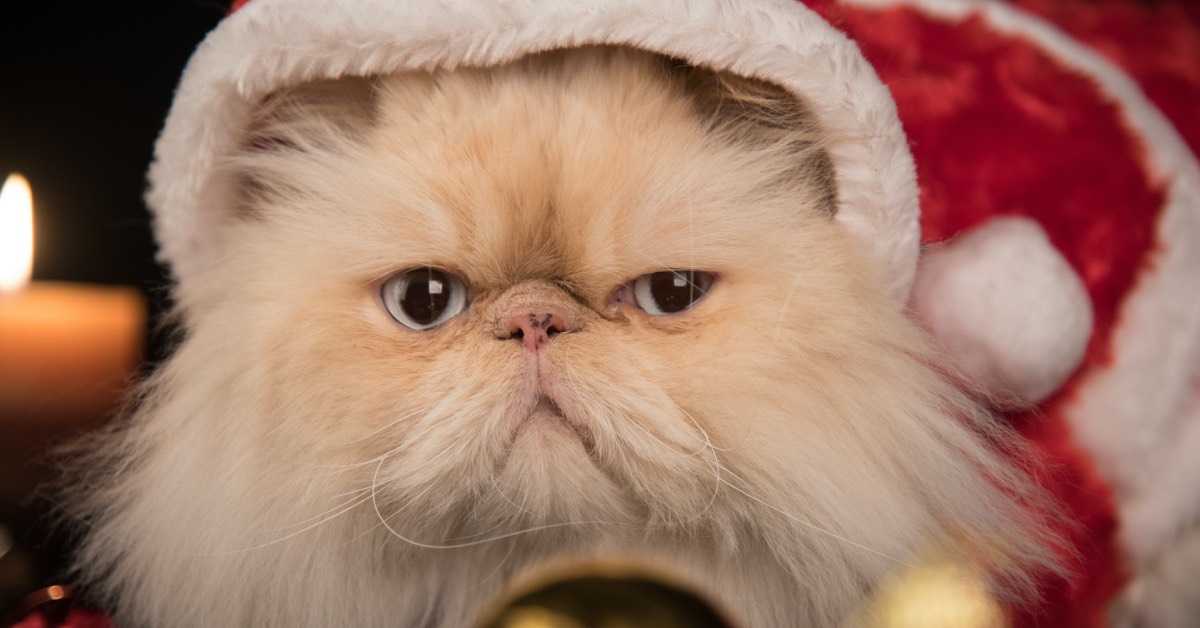Porträtaufnahme einer feierlichen Katze, verkleidet als Weihnachtsmann.