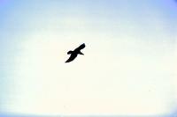 A Hooded Crow soars high