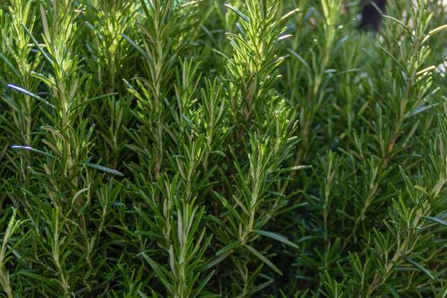Magic Green - Air Cleaning Bedroom Plants