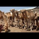 Somalia Camel Market 2
