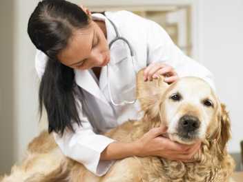 Ask a Vet: Cleaning Your Dog's Ears