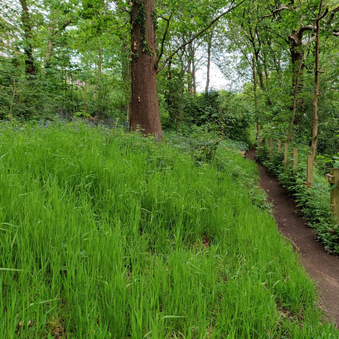 Woodhouse Ridge grass and path