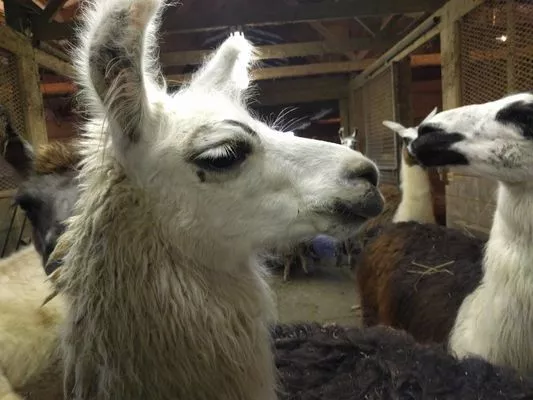 A group of llamas in the barn