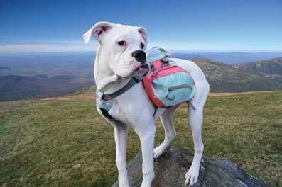 5 Reasons Your Pup Needs a Dog Backpack