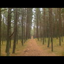 Nida Forest 2