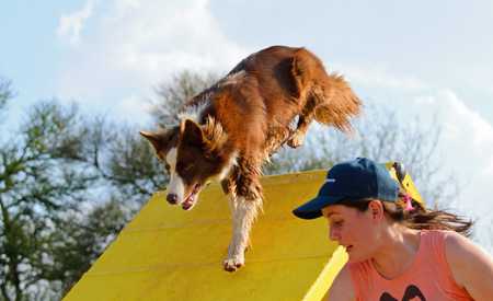 Everything you Need to Know about Dog Agility - Featured image