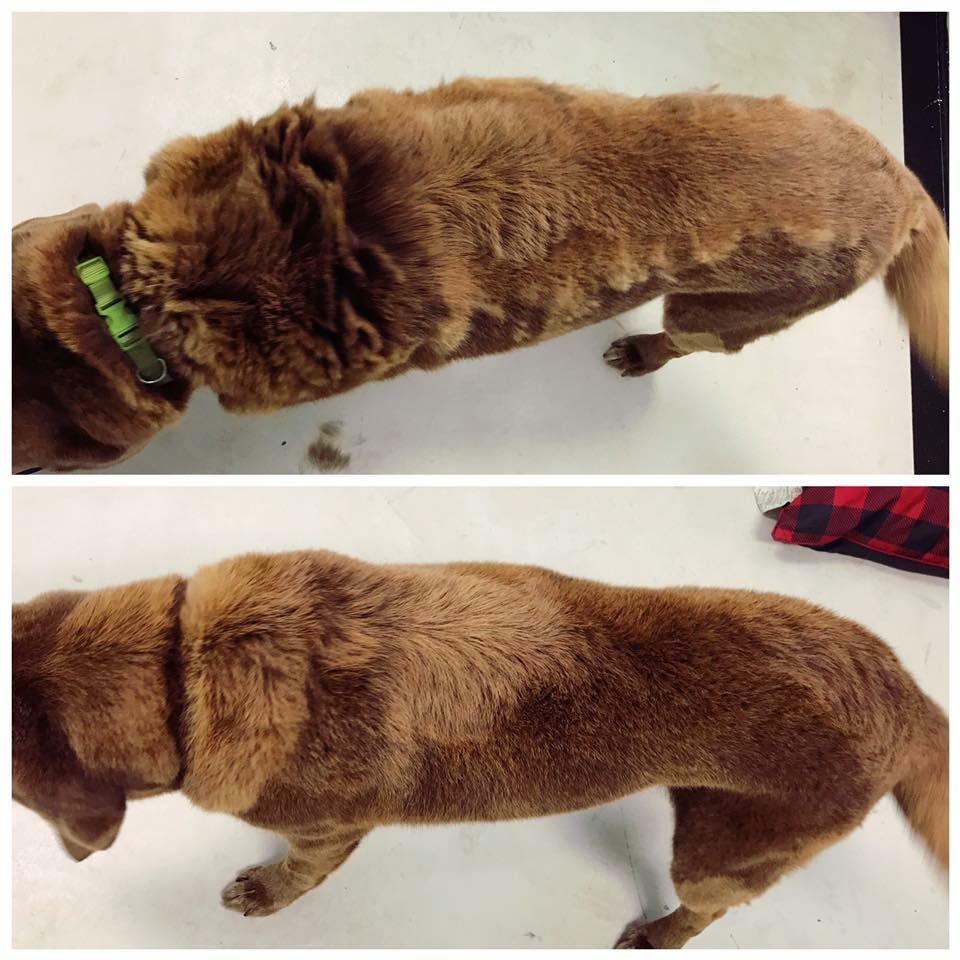 BBB (Bath, Brush & Blowout)