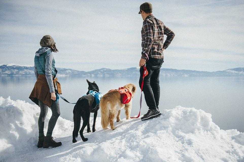 7 Essentials for Winter Hiking with your Dog