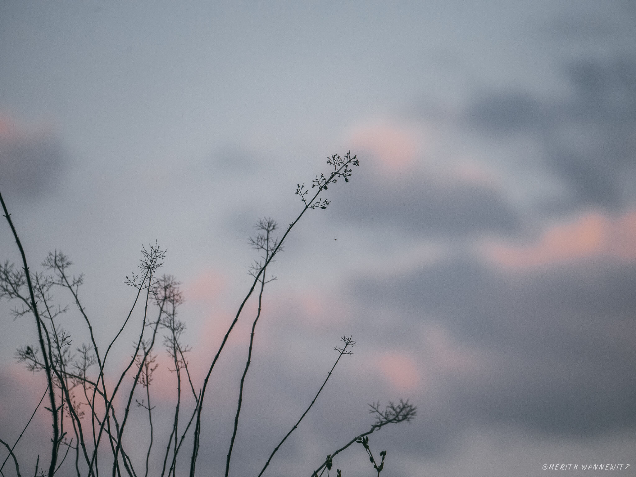 Purple clouds in the background and a small spider hanging on the dried remains of a flower in the foreground.