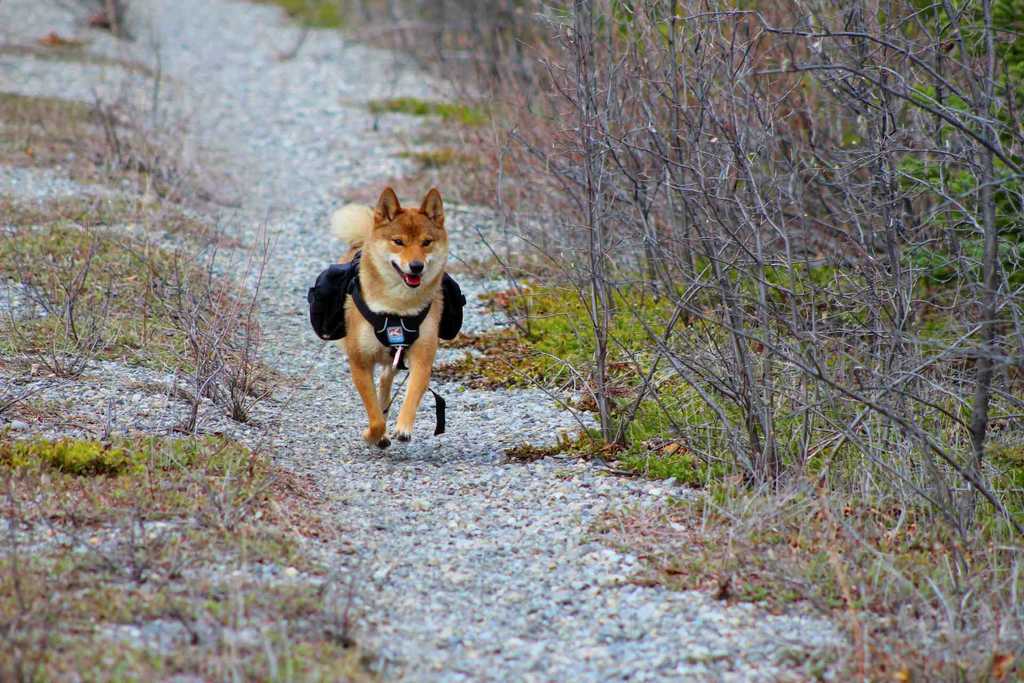 A Shiba Inu running