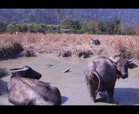 Laos Animals 16