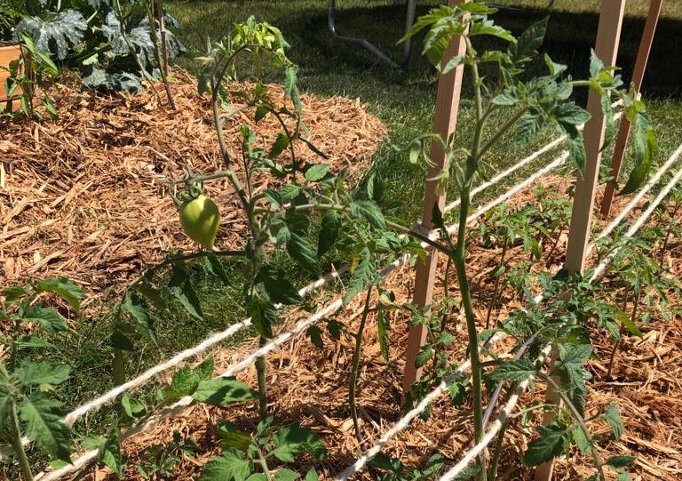Tomato plants in a Florida weave trellis