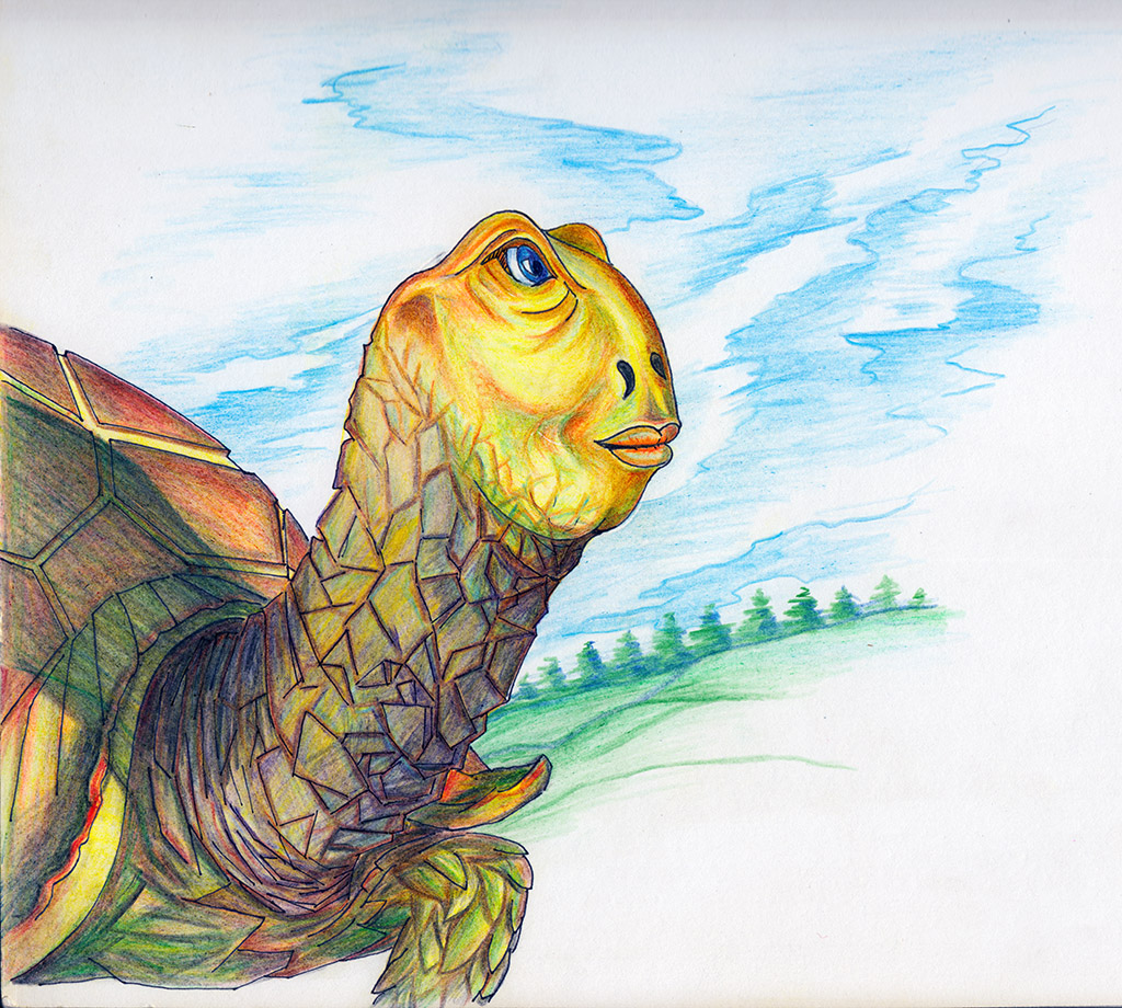 The Adventures of a Magic Turtle