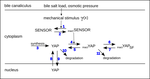 Tissue Size Control