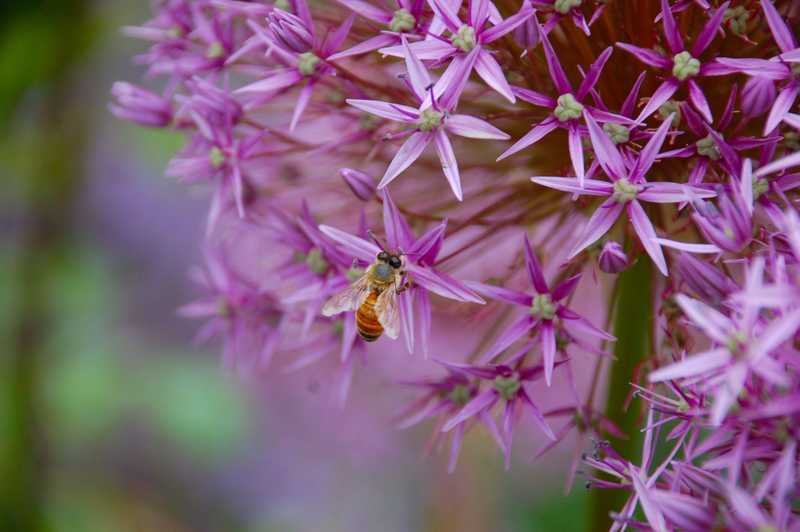 Пчелна пчела на дърво с лилав цвят.