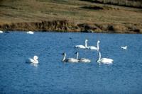 A group of Whooper Swans on the loch