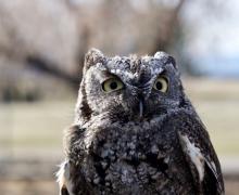 A close-up of a screech owl.