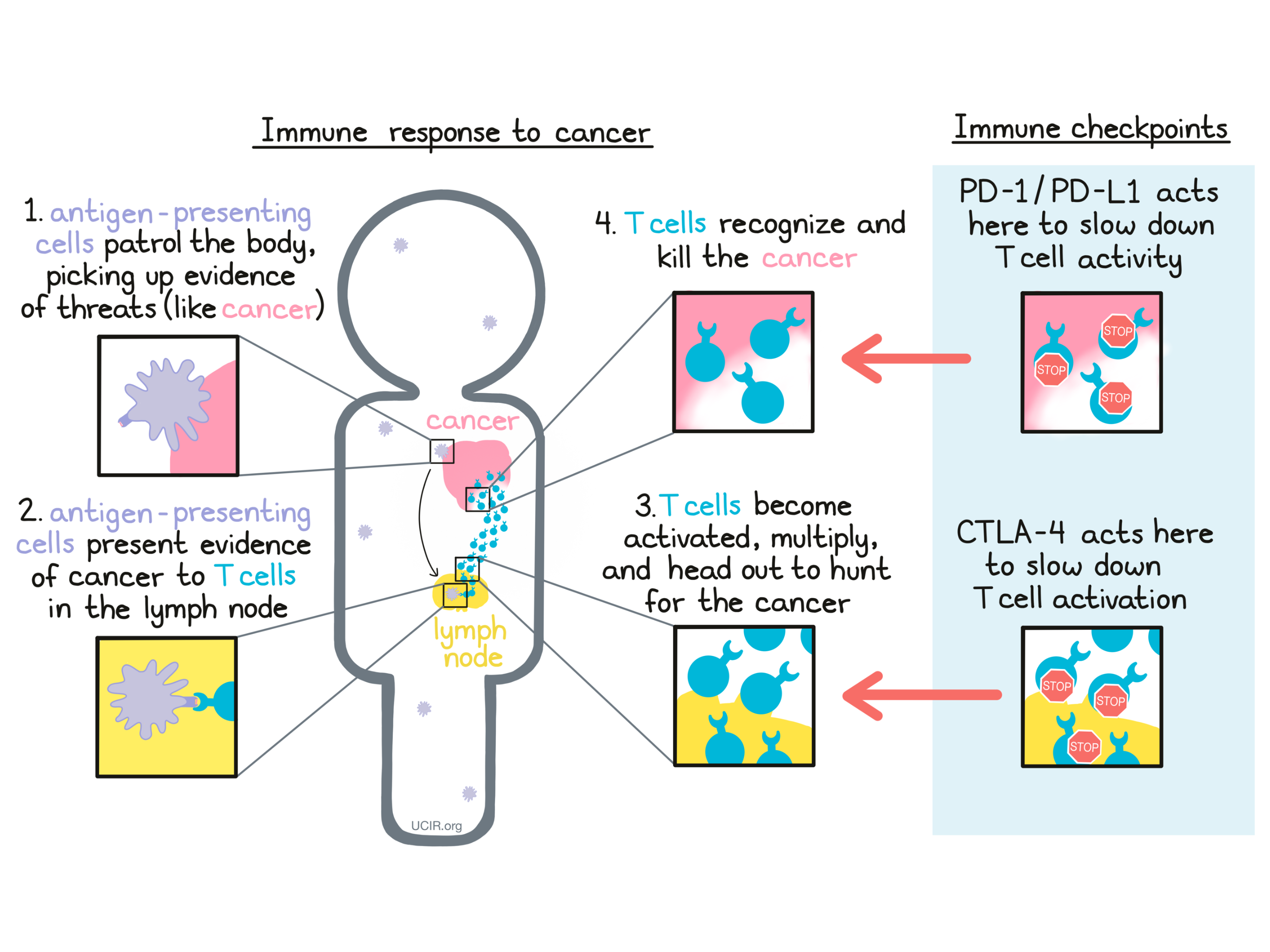 Illustration that shows an immune response to cancer
