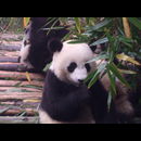 China Pandas 24