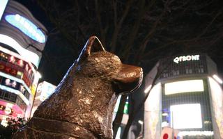 Hachiko