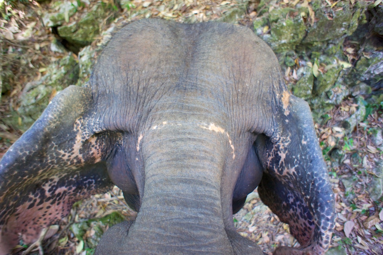 Elephant, while riding