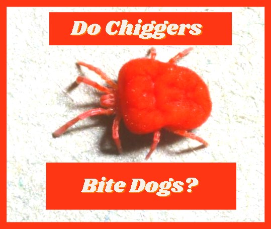 chigger bites on dogs