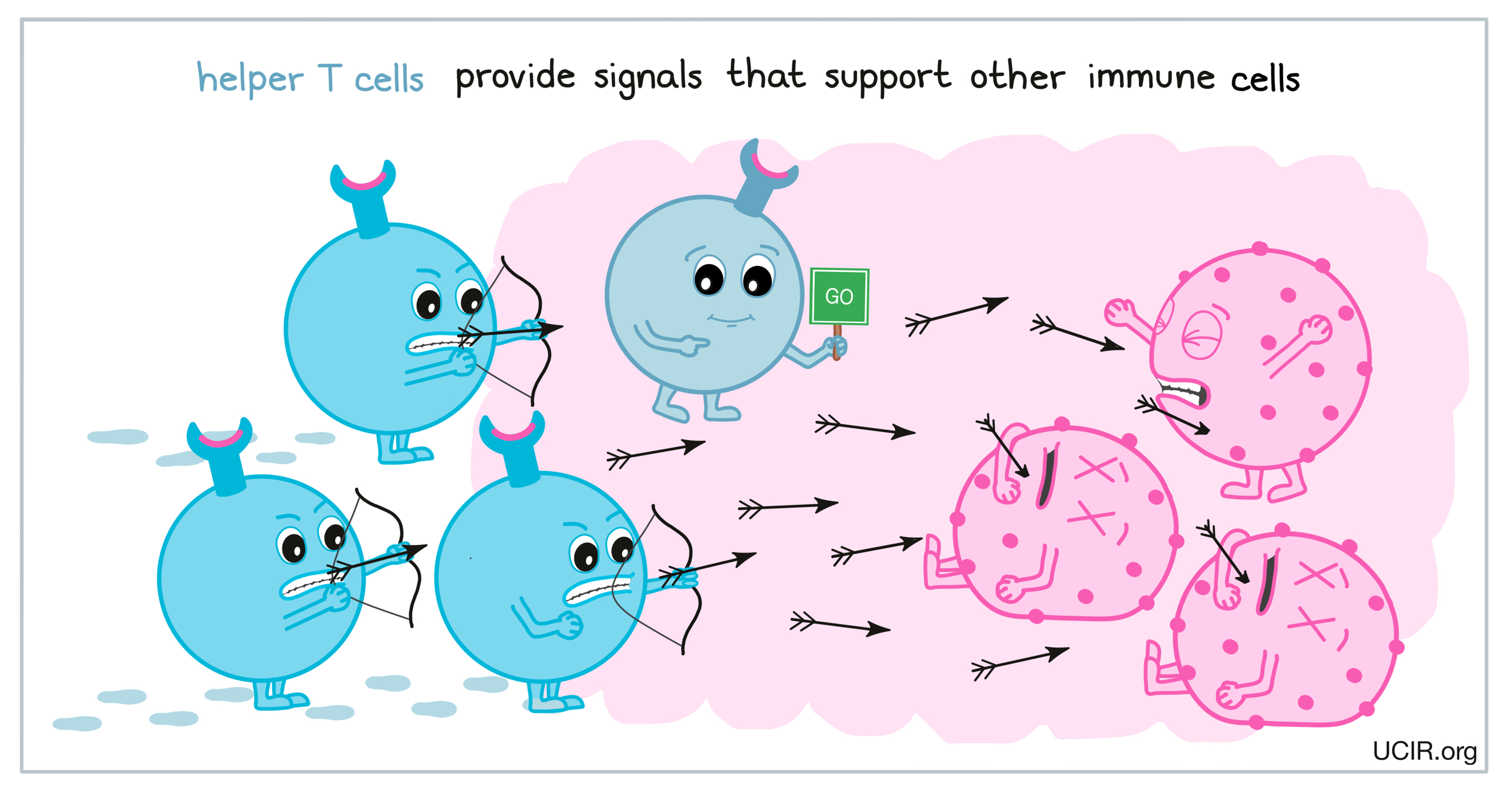 Helper T cells provide signals that support other immune cells