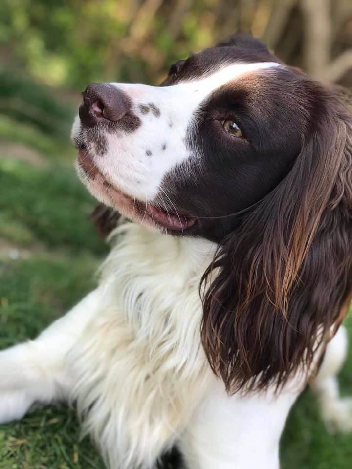 Meet Rubble