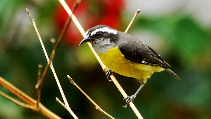 Bird Watching Tour Monteverde Costa Rica