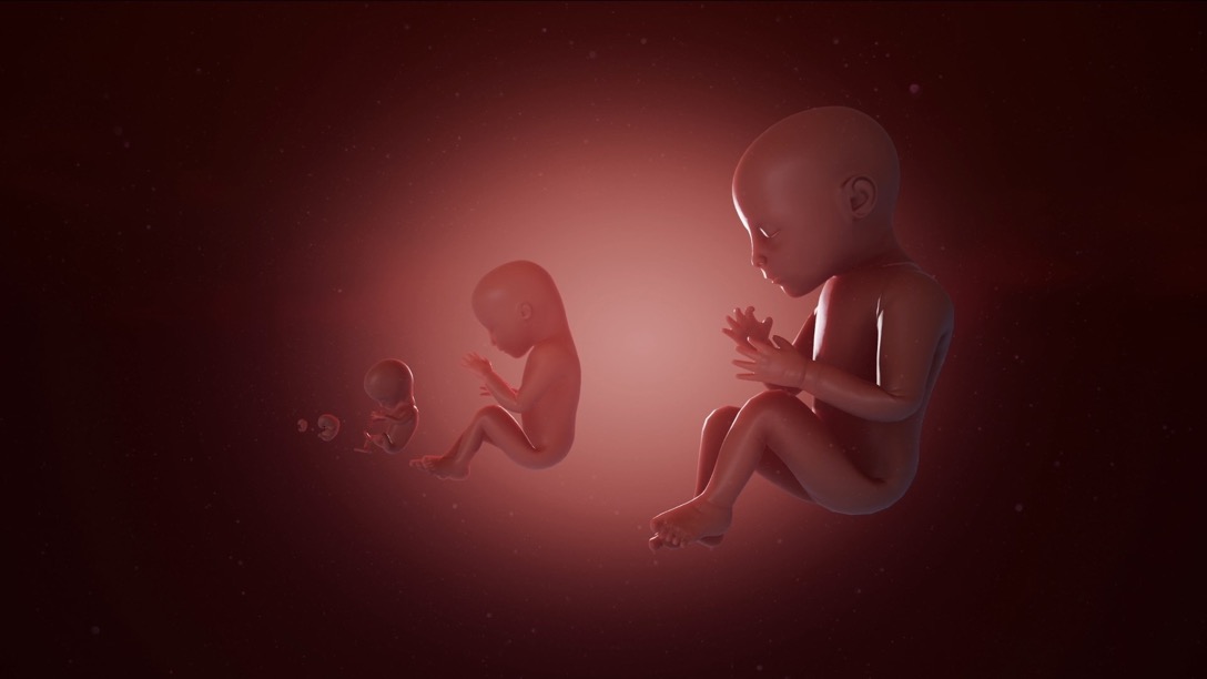 Interactive educational VR experience - fetal explorer in virtual reality