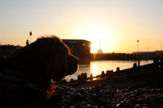 Bruno the Sussex spaniel laying on the stones on Shoreham beach with the sun rising between Shoreham lighthouse and Shoreham life boat station behind him.