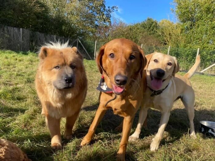 Two dogs walking together