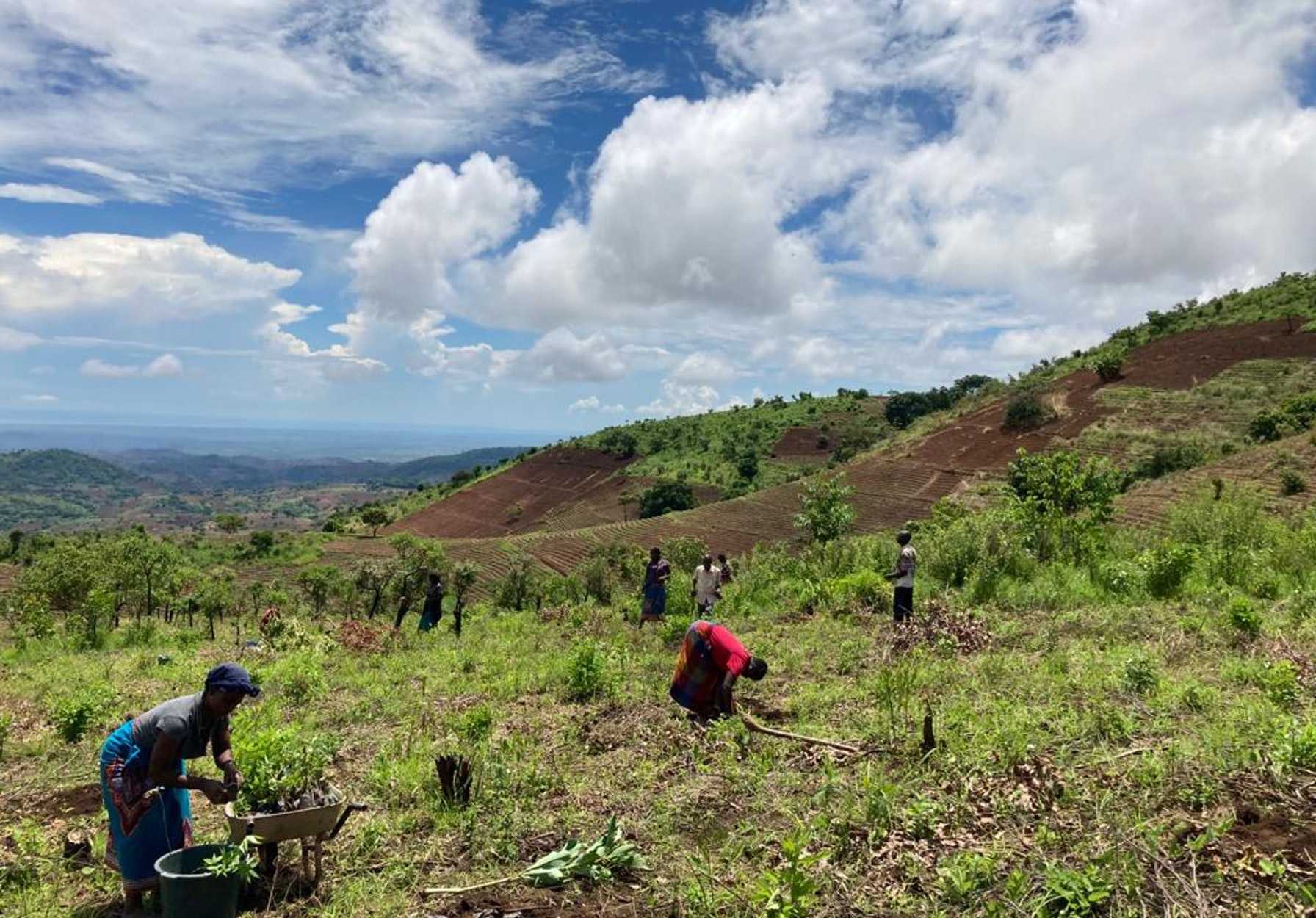 Fleißige Arbeiten pflanzen Bäume für unseren Malawi Forest