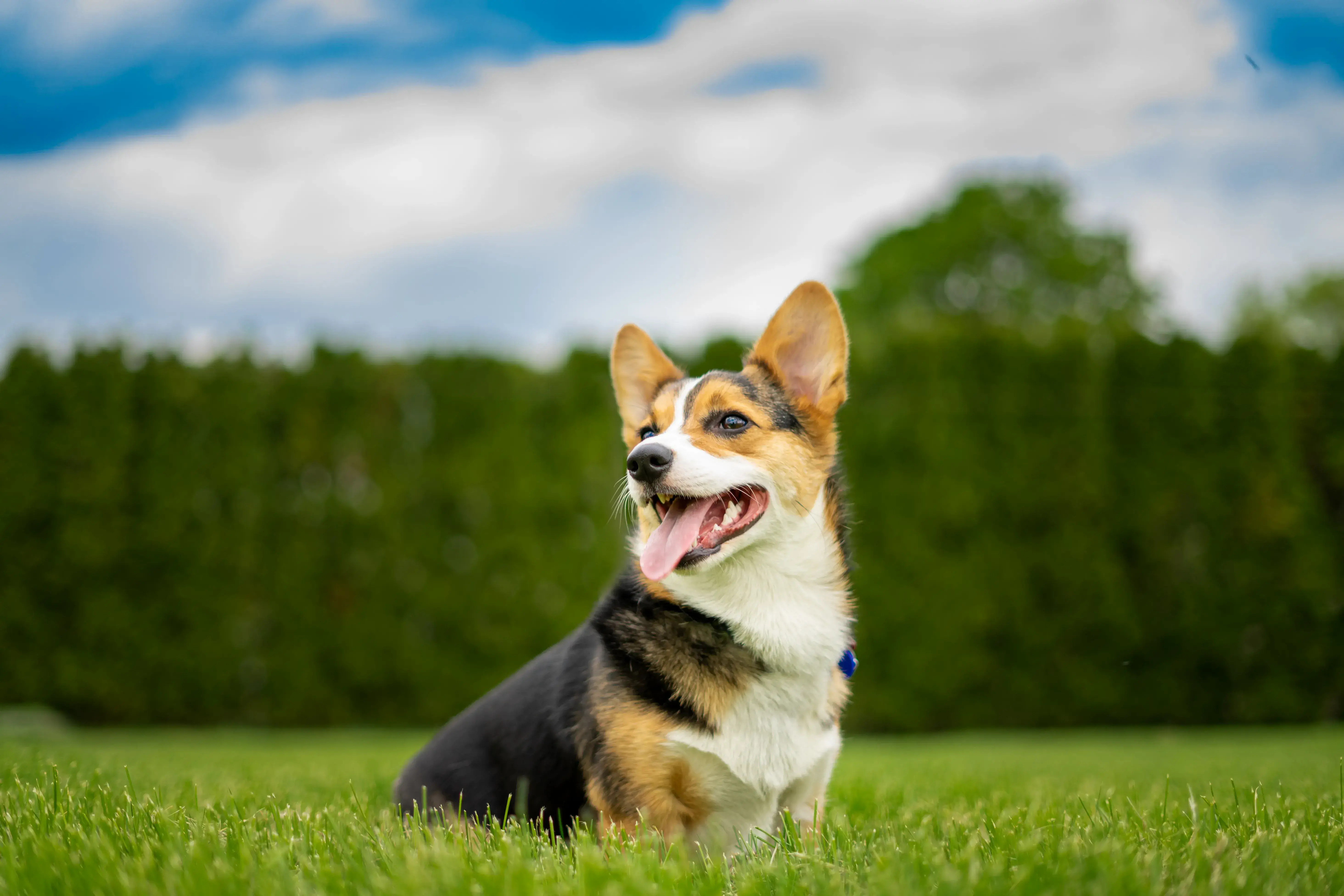 Tri-colored Corgi in warm spring sunlight sitting in short grass with a treeline in the background and deep blue sky with white fluffy clouds