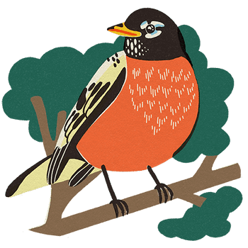 BESIDE_BIRDS_2021_robin.png