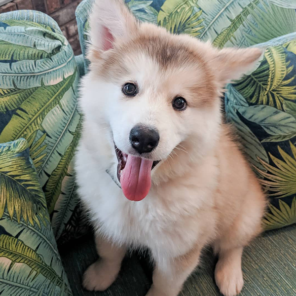 A red husky puppy sitting on an outdoor couch. The cushions are a green and blue tropical flower print.