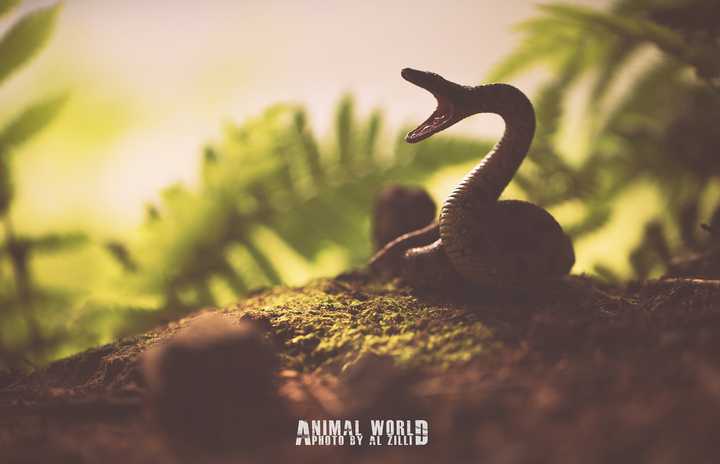 Animal World II