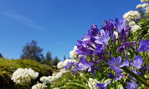 Thumbnail Purple flowers in the foreground with trees, shrubs, and a blue sky in the background