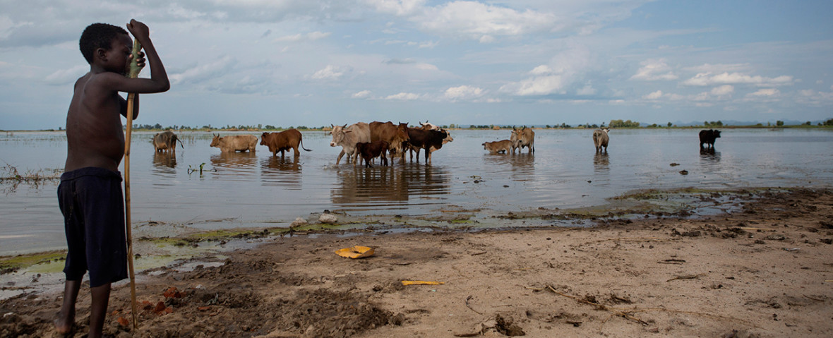 A boy watches his cattle as they graze in the flooded maize fields which are now part of Shire River, Malawi.