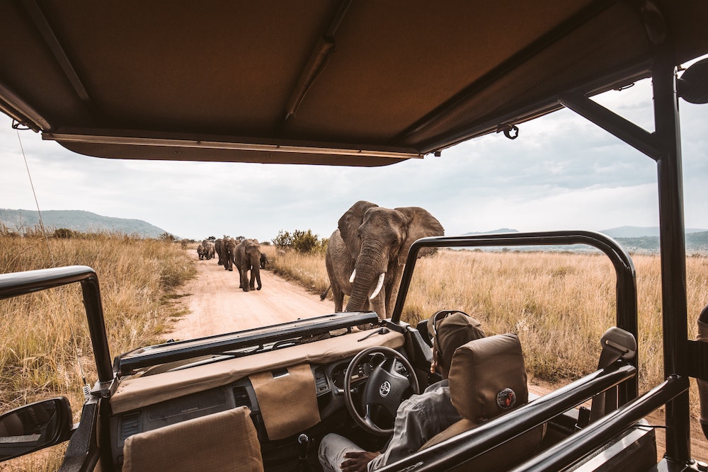 Driving with elephants nearby