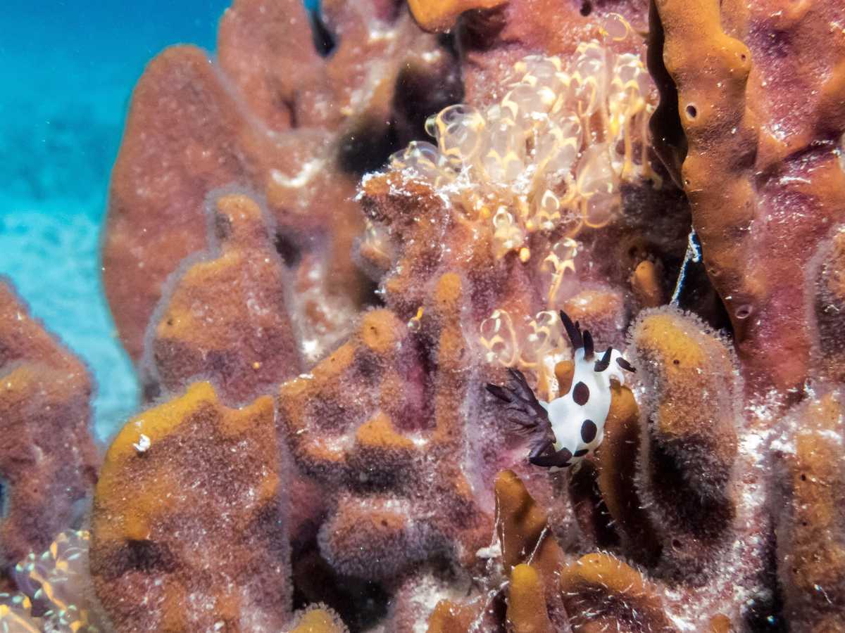 Nudibranch, Great Barrier Reef