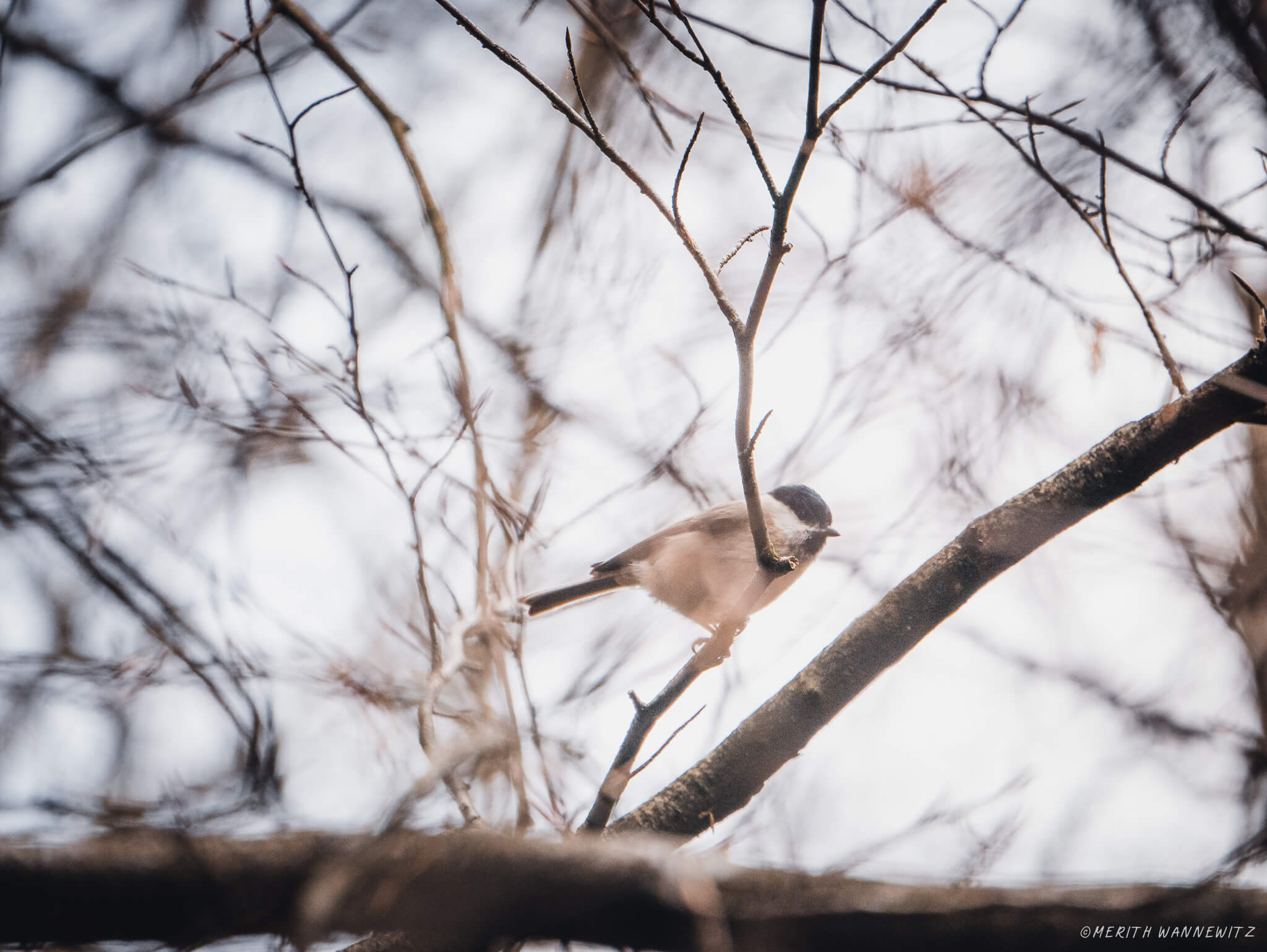 Marsh tit between tree branches.